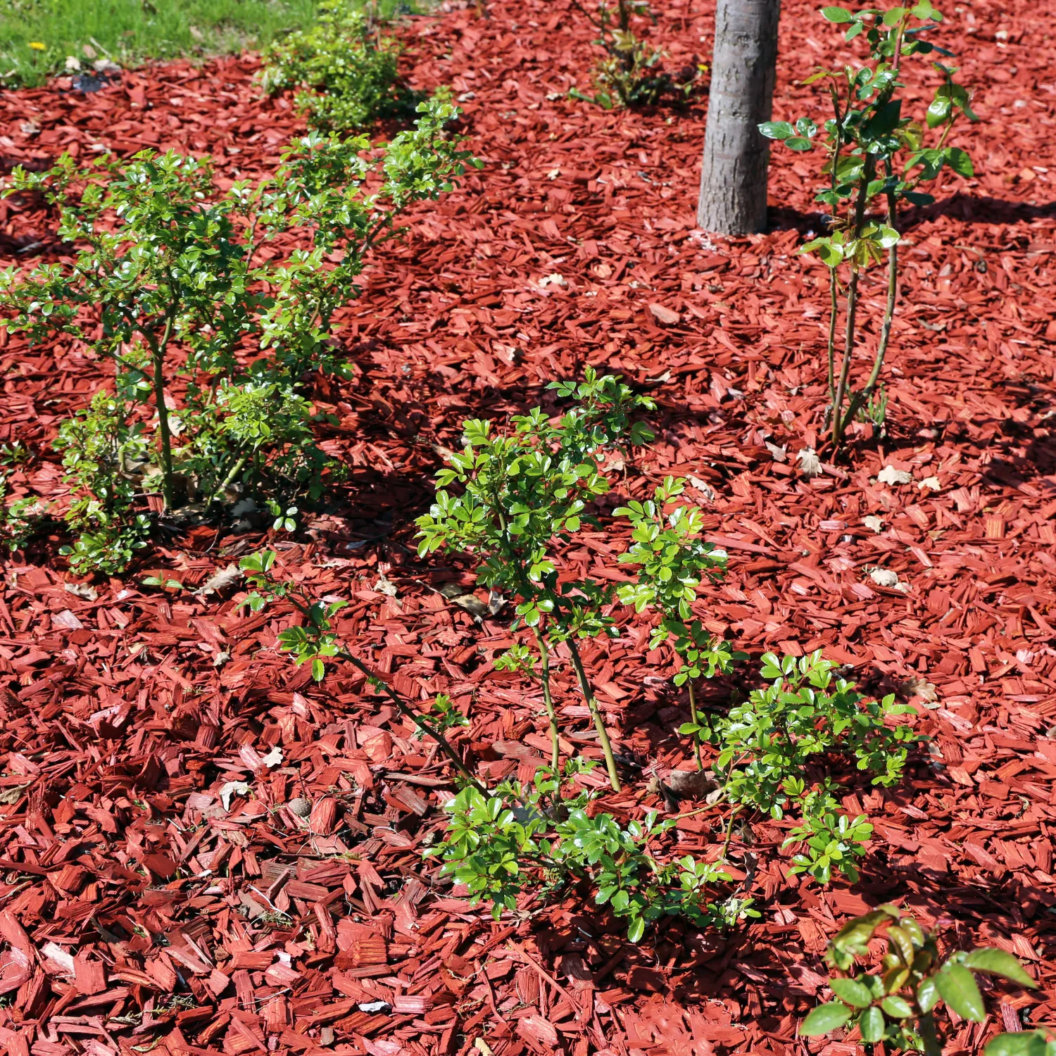 Red Mulch 2 cf bag